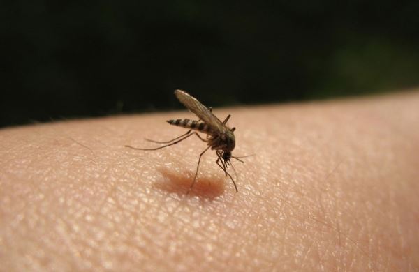 <br />
Комары принесли в Россию смертельно опасные лихорадки<br />
